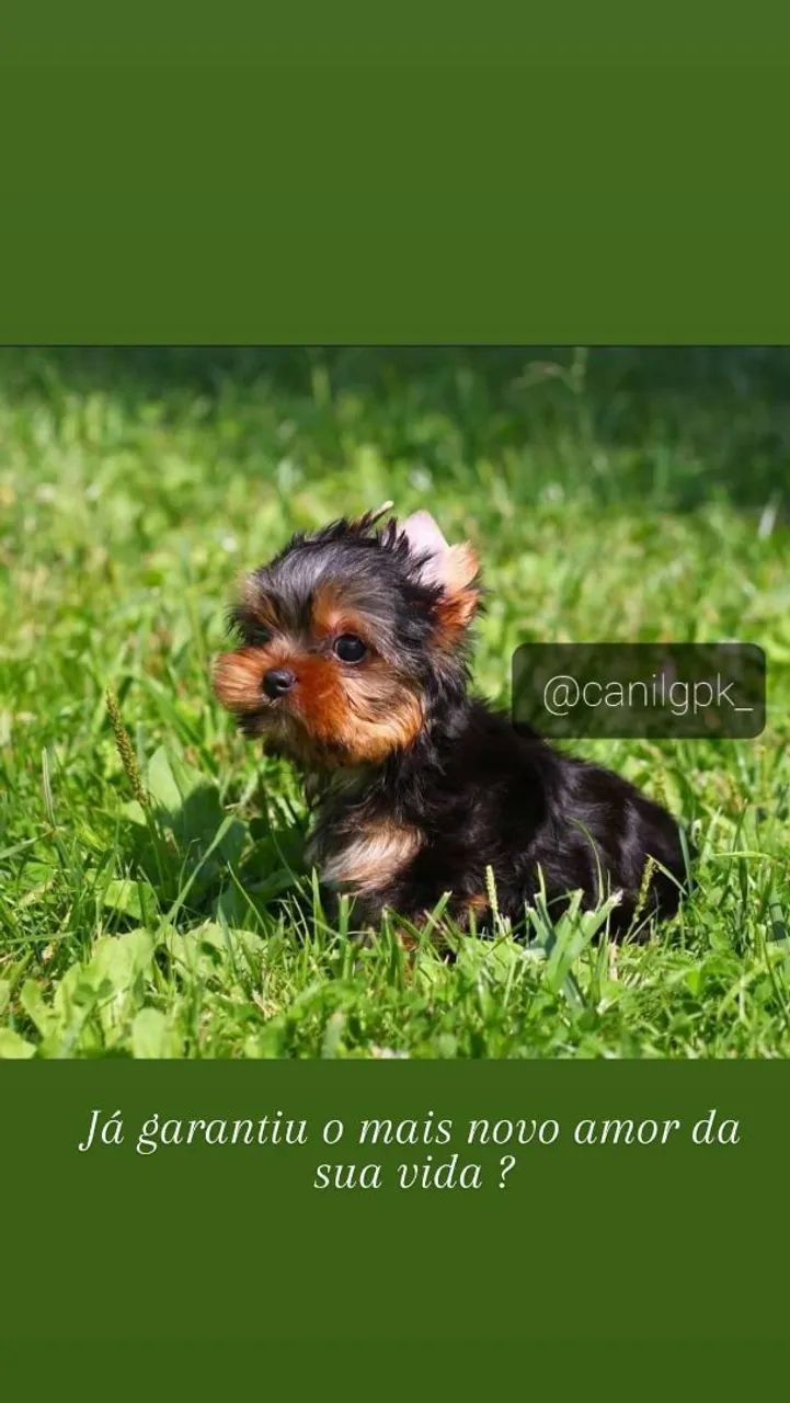 Yorkshire terrier micro com pedigree linhagem importada! - Foto 4
