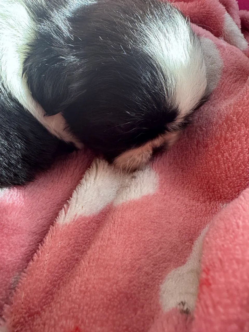 Linda menina 