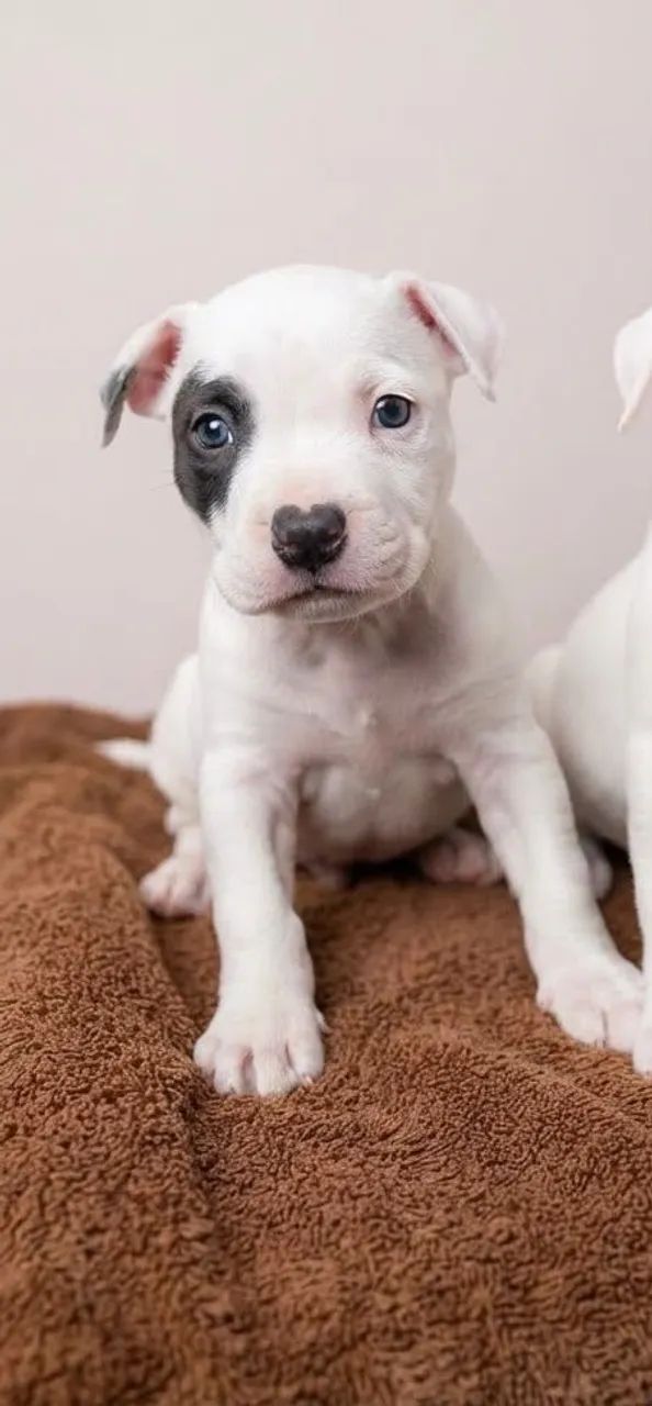 American Bully filhotes  - Foto 5
