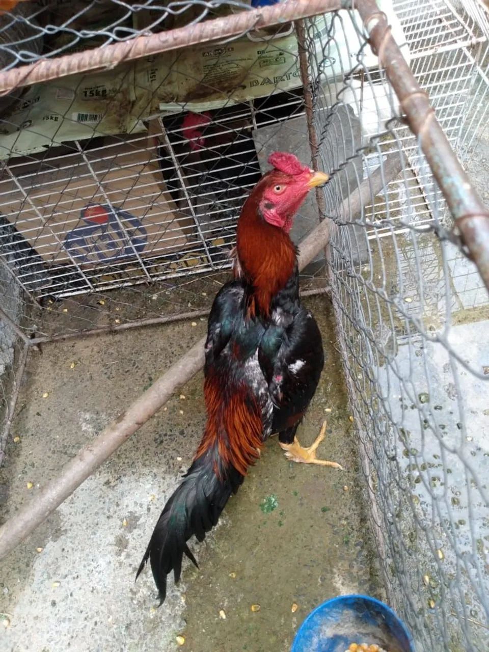 Frango Tailandes  - Foto 2