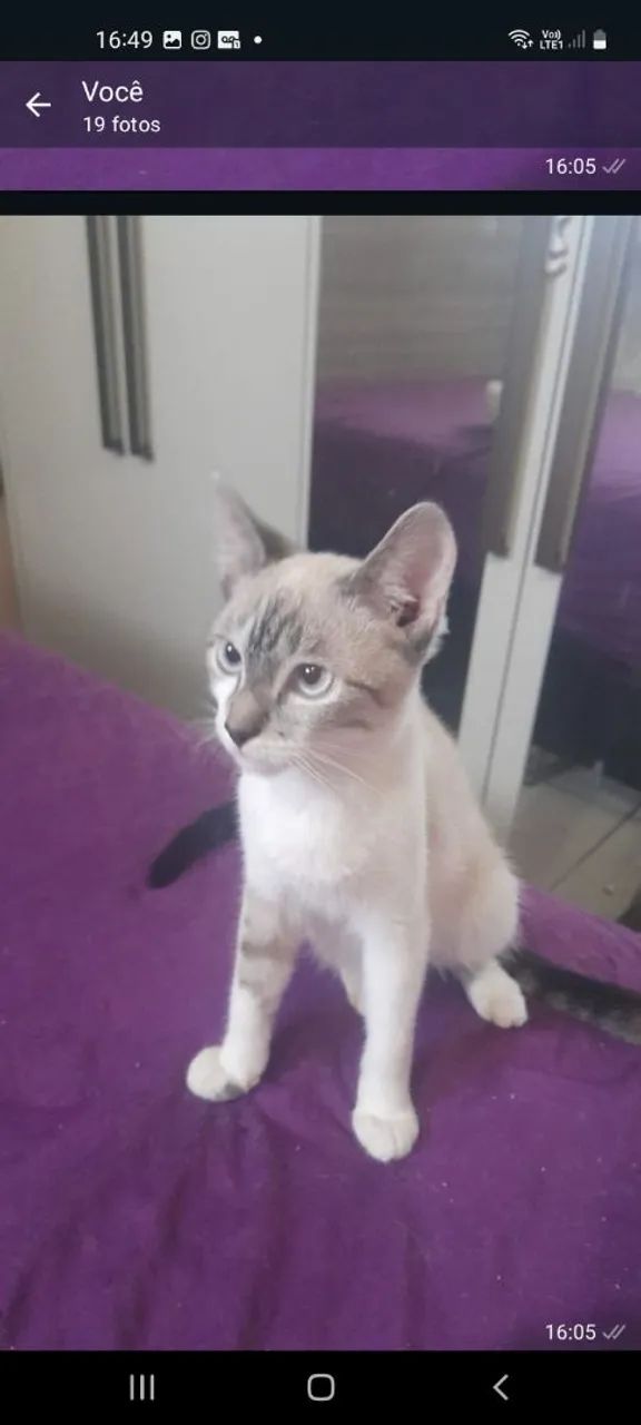 Doação de filhotes de gato - Foto 5