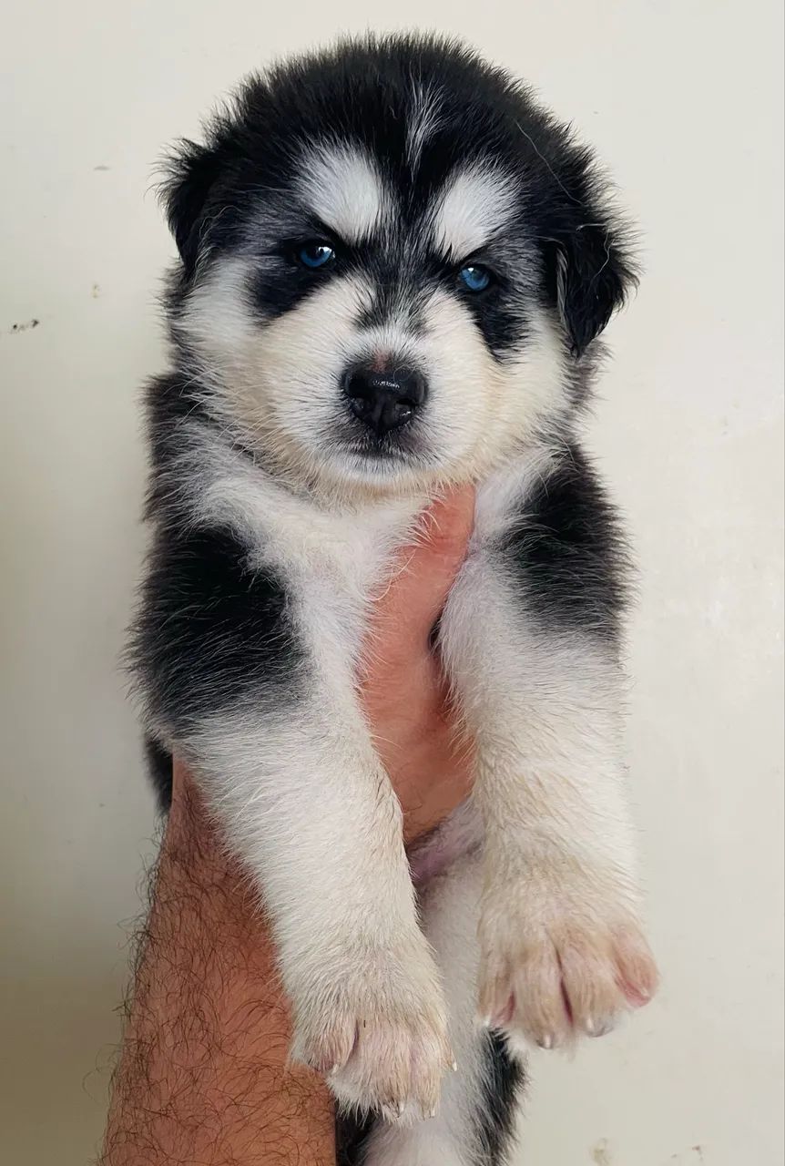 Husky siberiano  - Foto 3