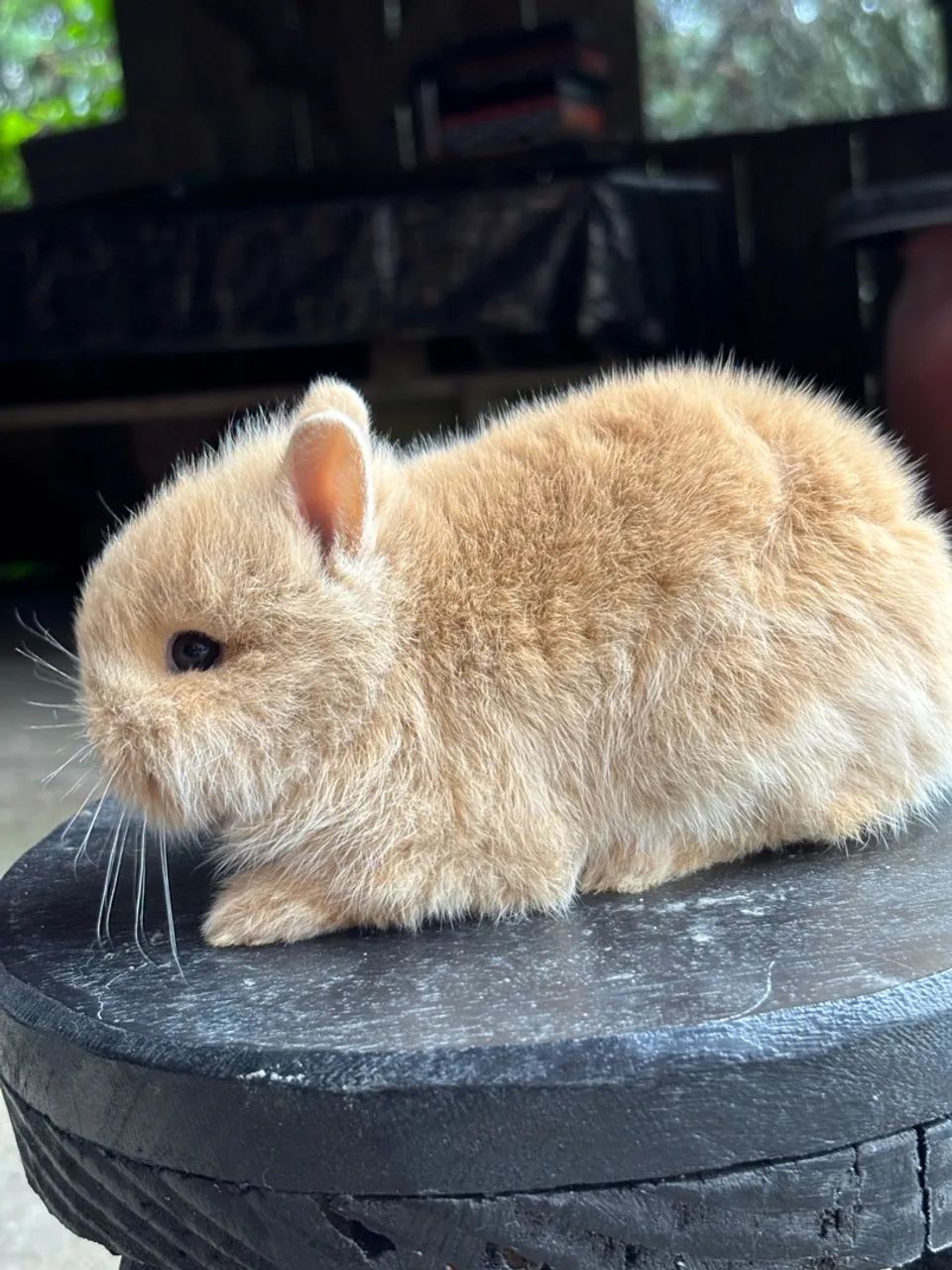 Mini coelhinho