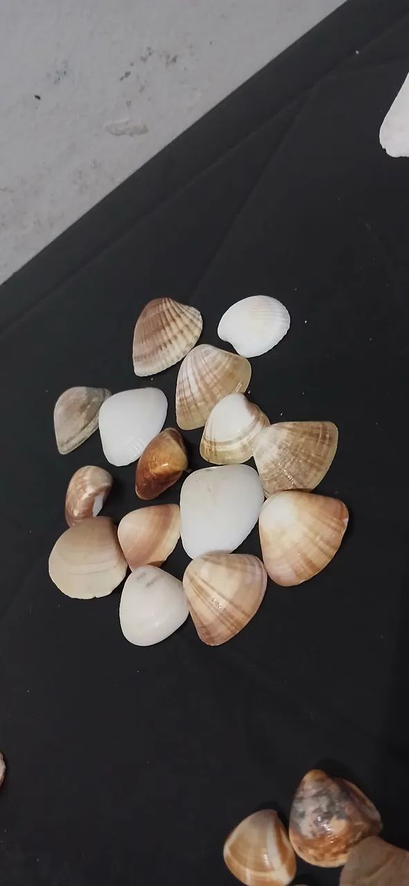 Conchas do mar verdadeira  - Foto 4