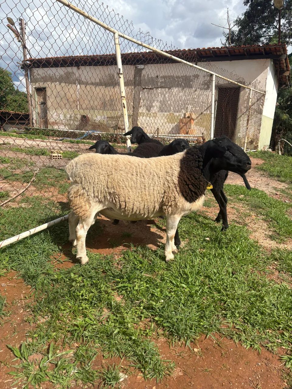 Carneiro Dorper  - Foto 3