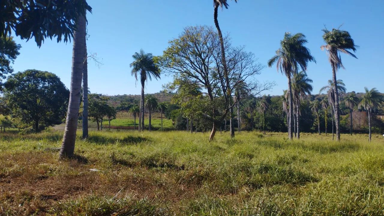 Fazenda 339 Hectares/2 Rios,Toda cercada... - Foto 7