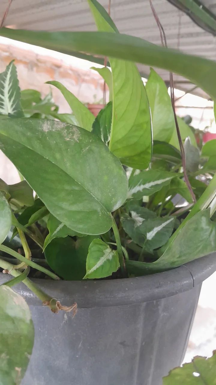 Plantas já pegadas 