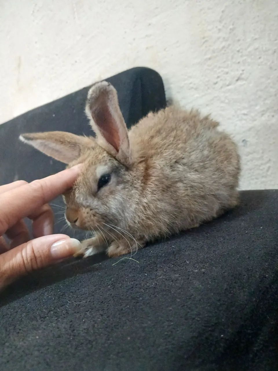 Filhote de coelho para doação 