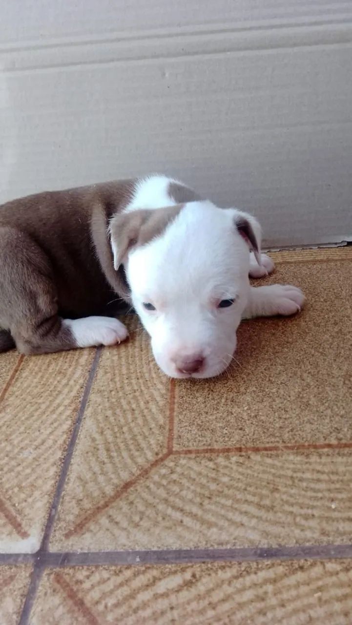 Filhote América bully - Foto 4