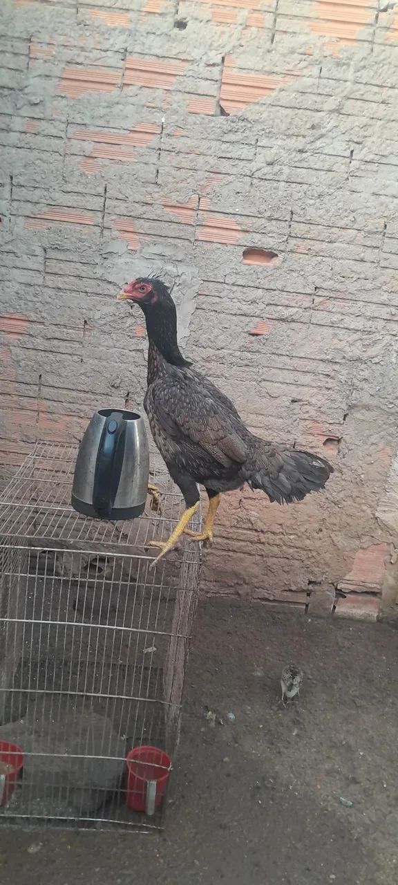 Frangos de procedência a venda.  - Foto 3