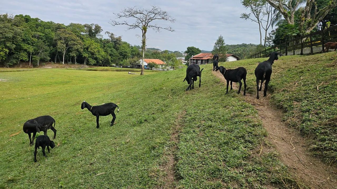 OVELHA EM PROMOÇÃO  - Foto 5