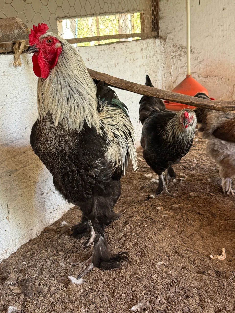 Galos Brahma - Foto 5