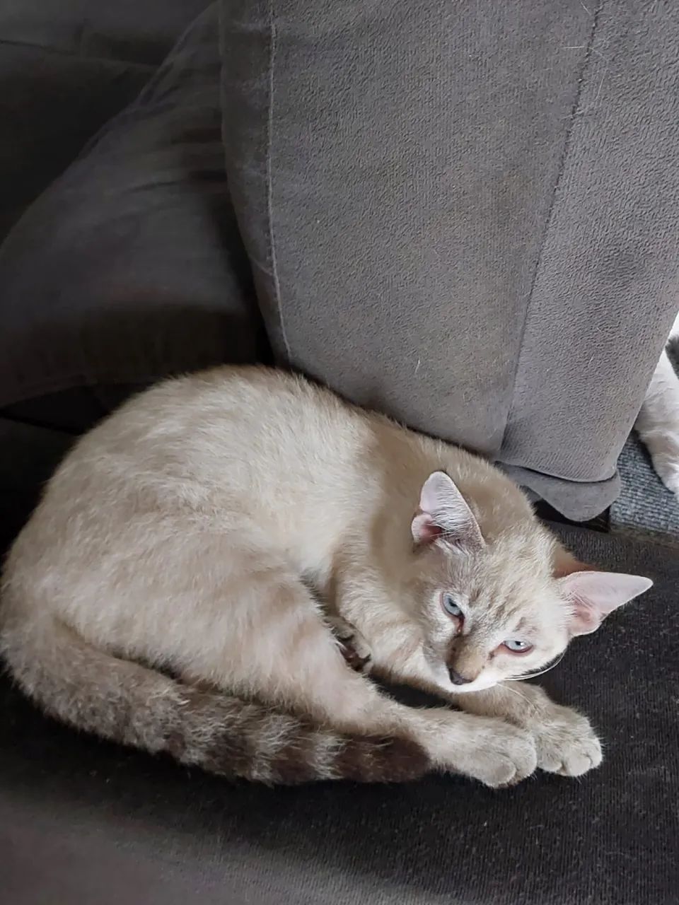 Doação de gatos  - Foto 4