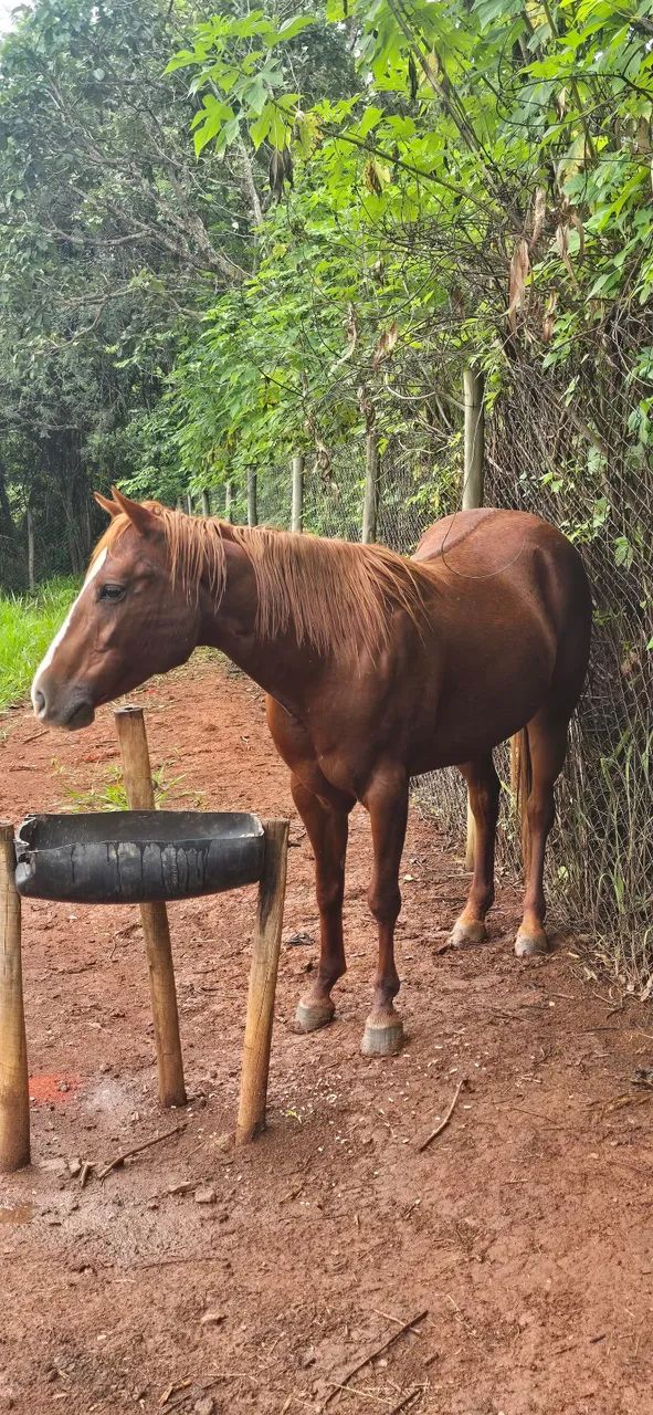 Egua quarto de milha 3 anos - Foto 5