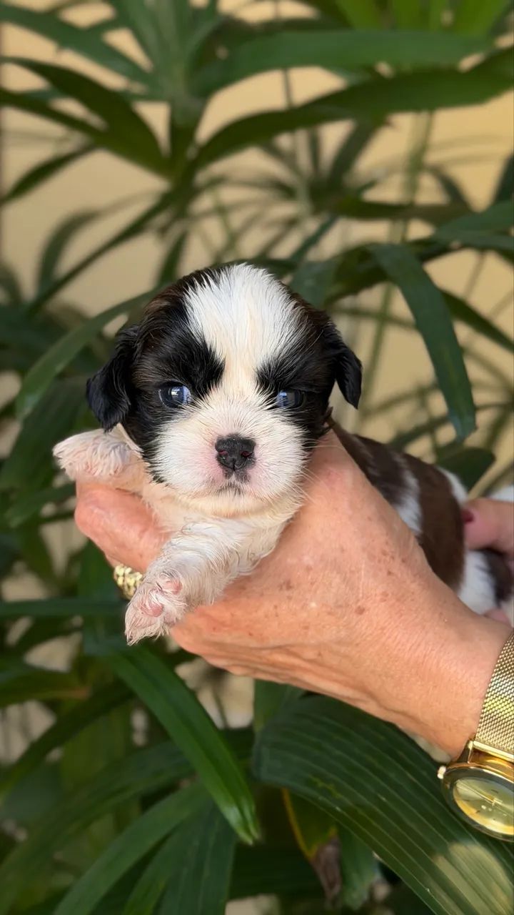 Shih-tzu macho  - Foto 5