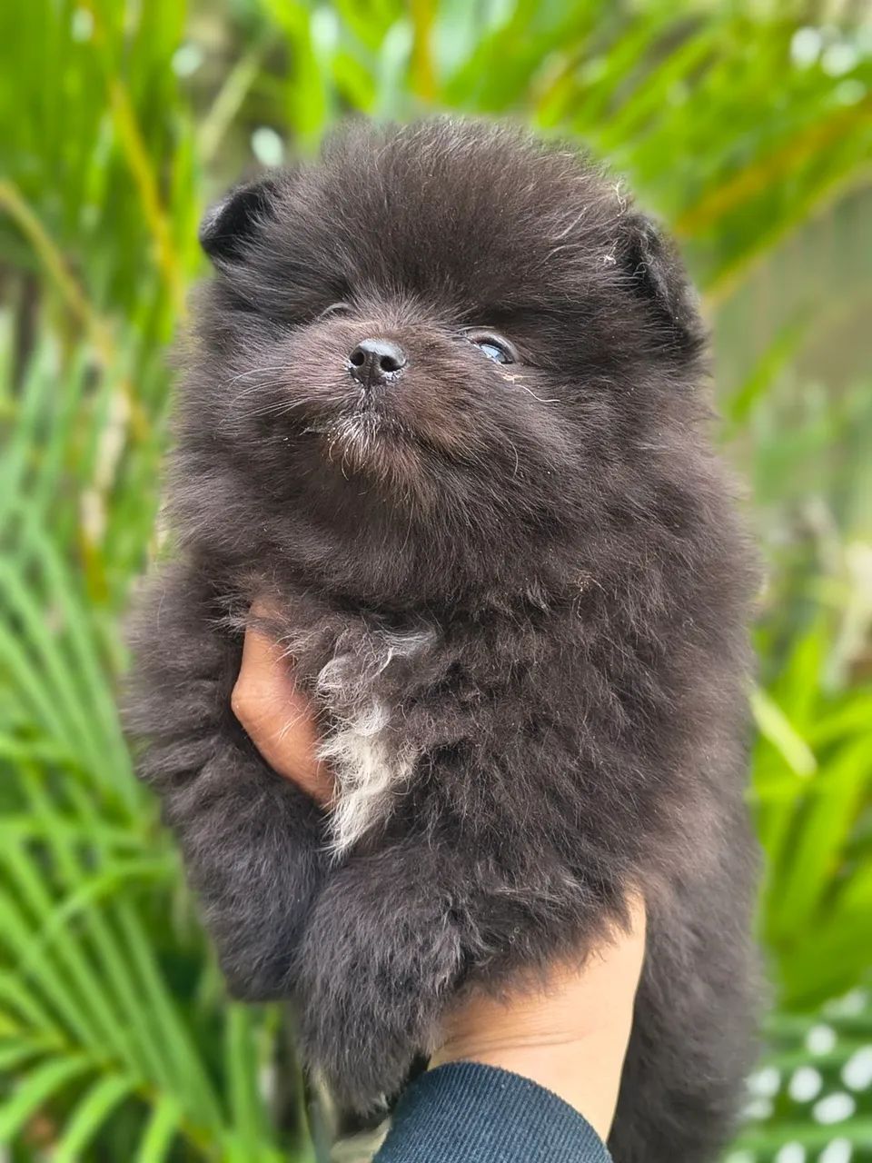 Spitz alemão  - Foto 3