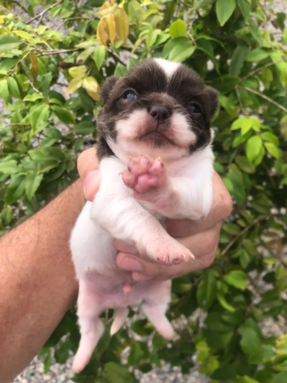 Macho chihuahua pelo longo chocolate com branco  - Foto 5