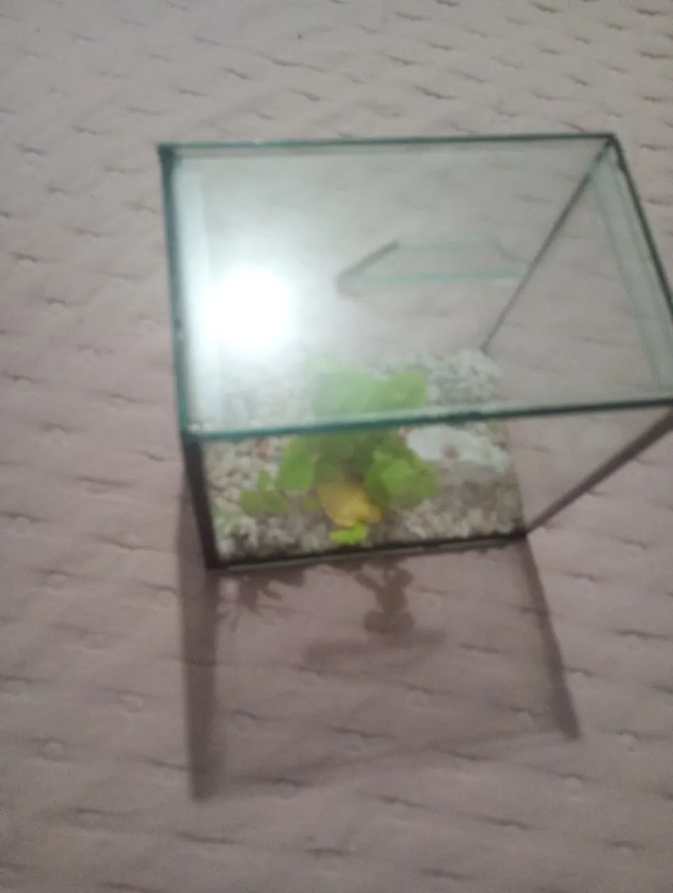 Aquário de 1 litro - Foto 4