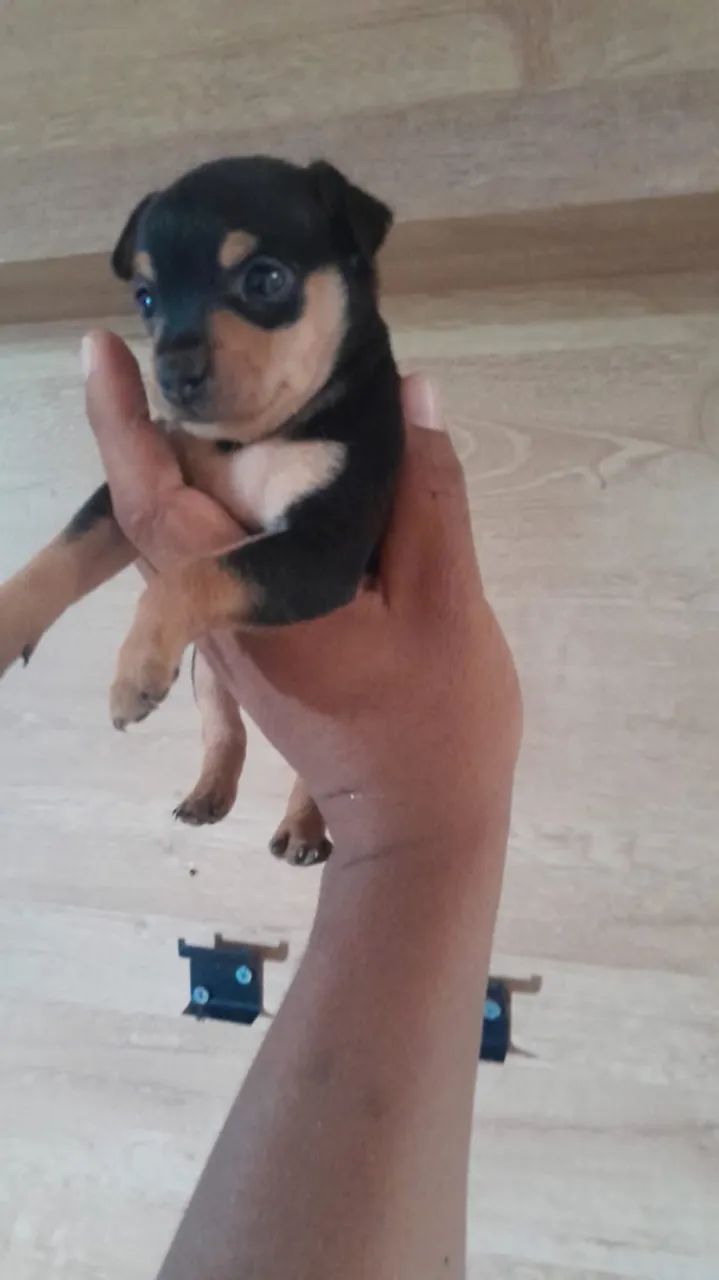 Pinscher 0 MACHO