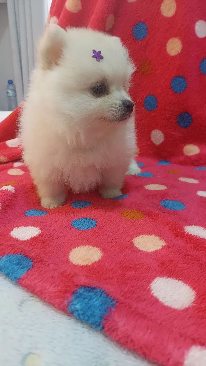 Spitz Alemão fêmea 