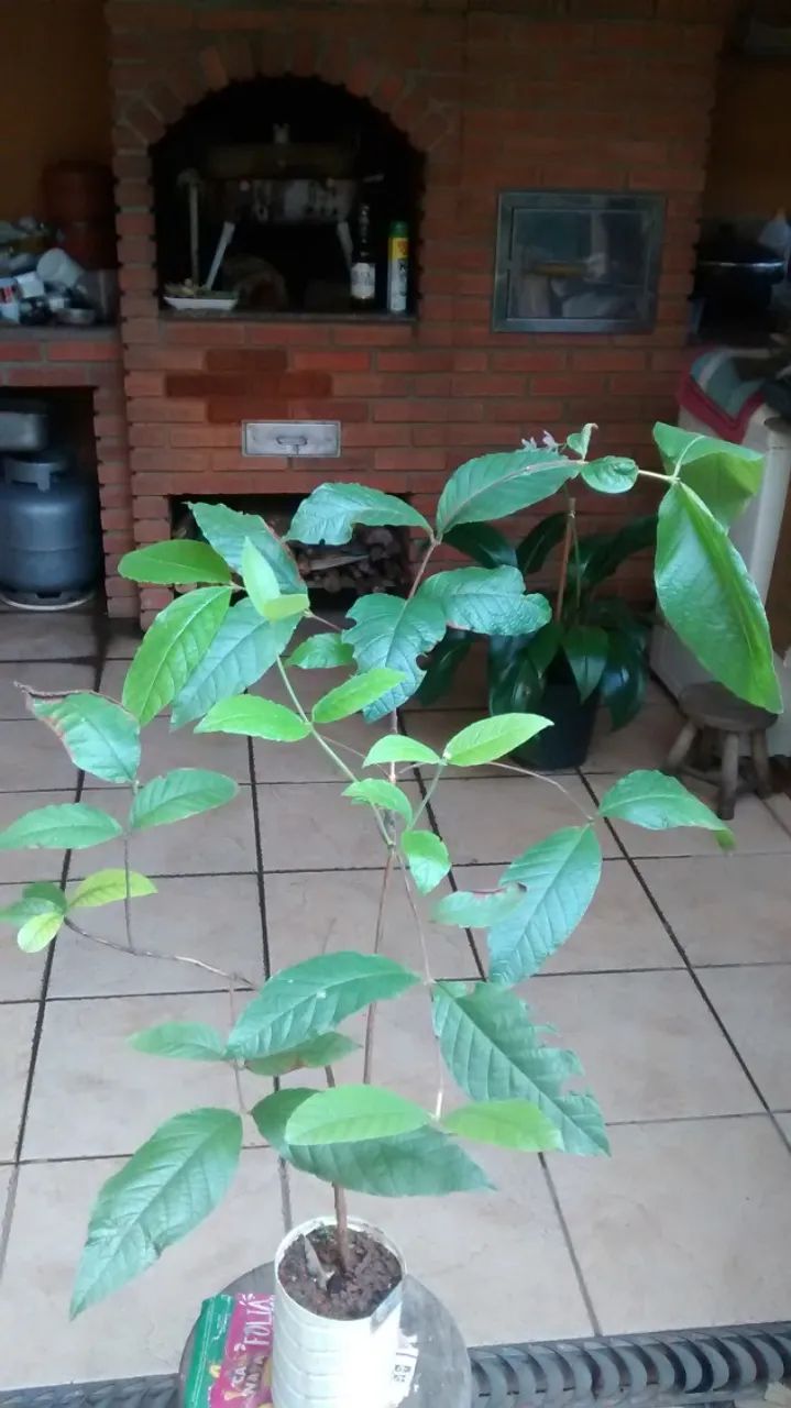 Mudas de Gabiroba Sete Capotes - Guarulhos  - Foto 2