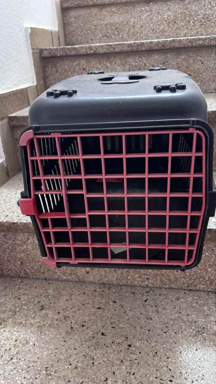 Pet 