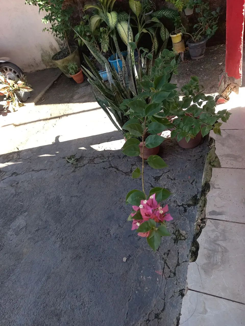 Bugaville já com flor - Foto 2