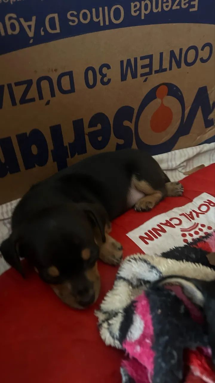 Filhotes de Pinscher 1  - Foto 2