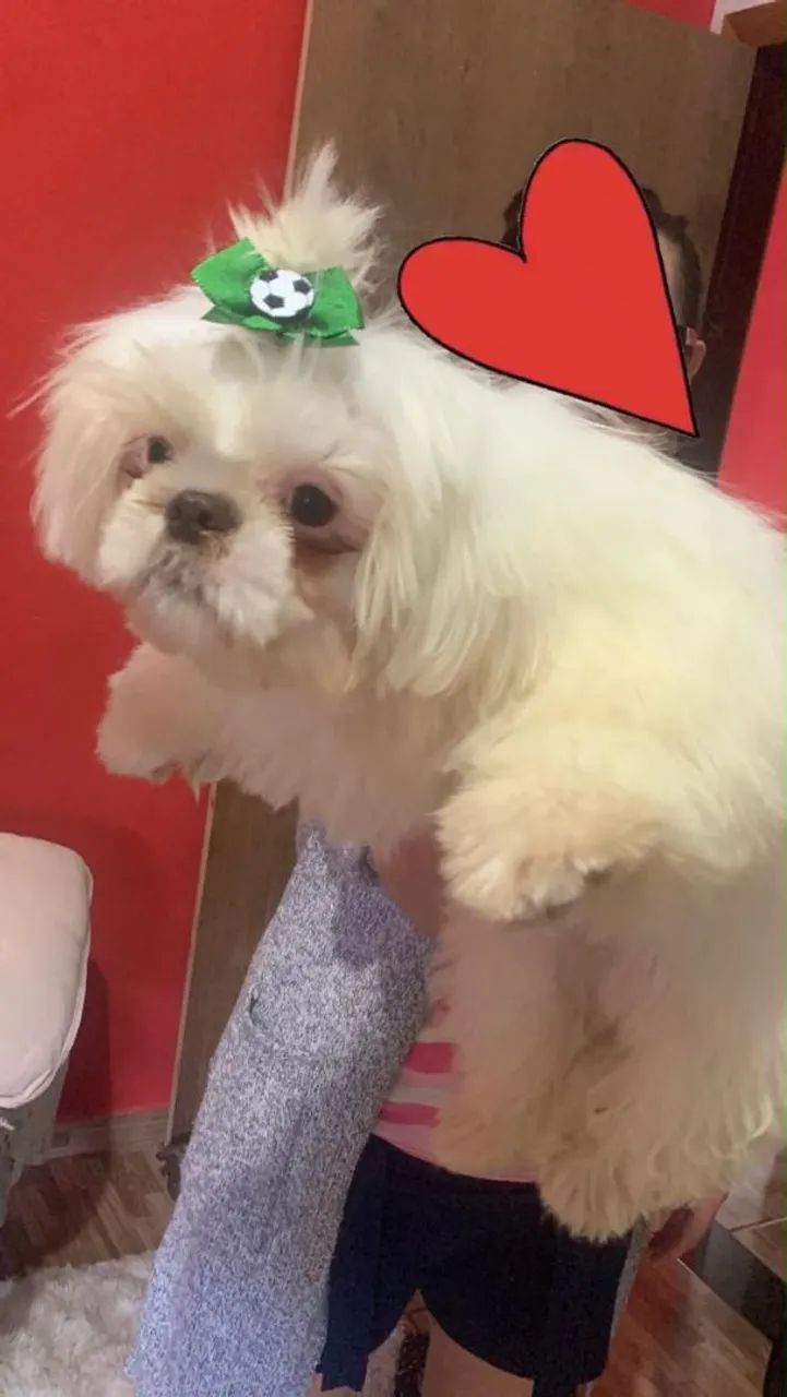 Macho Shitzu  - Foto 2