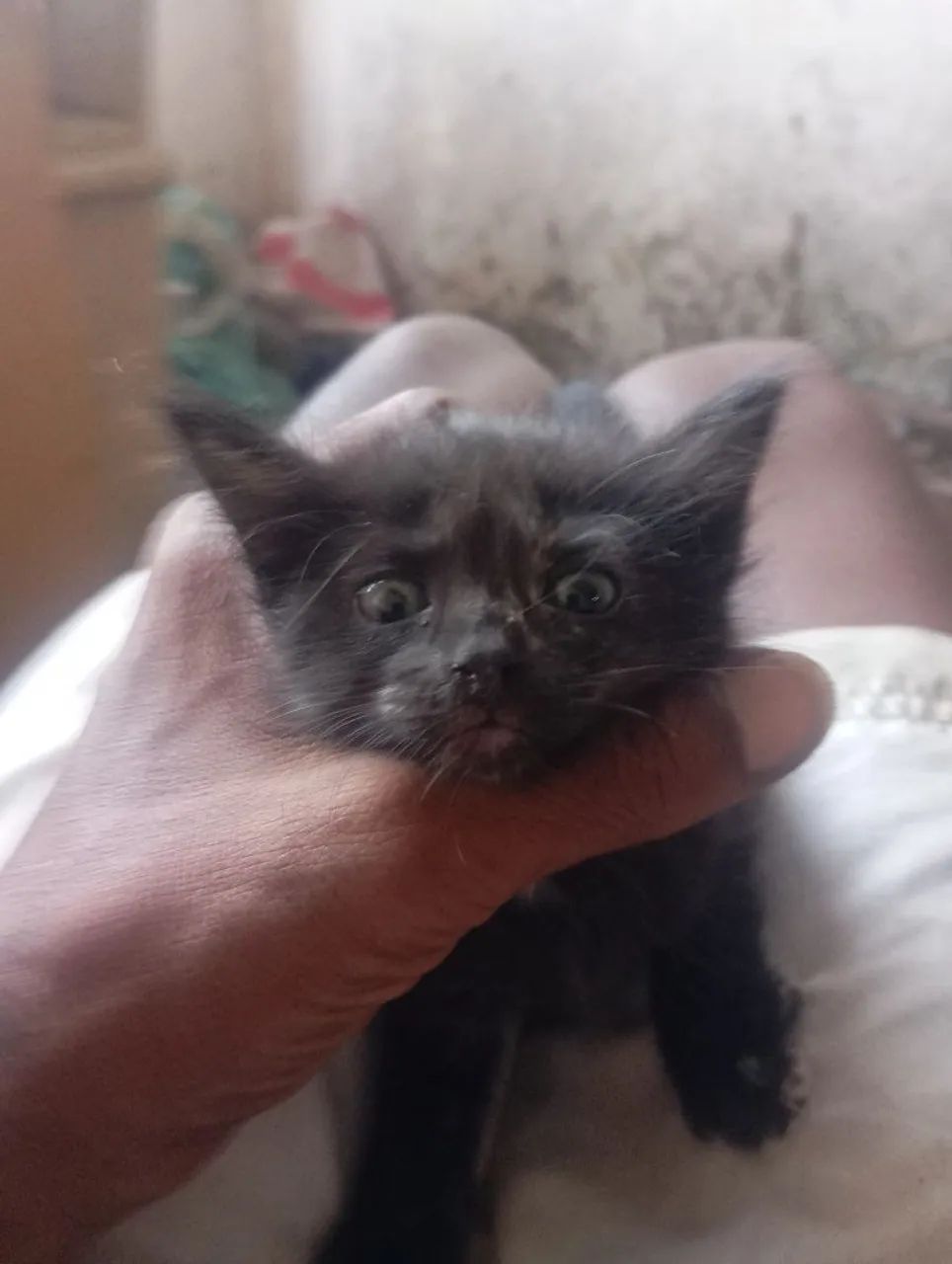 DOAÇÃO DE GATOS - Foto 3