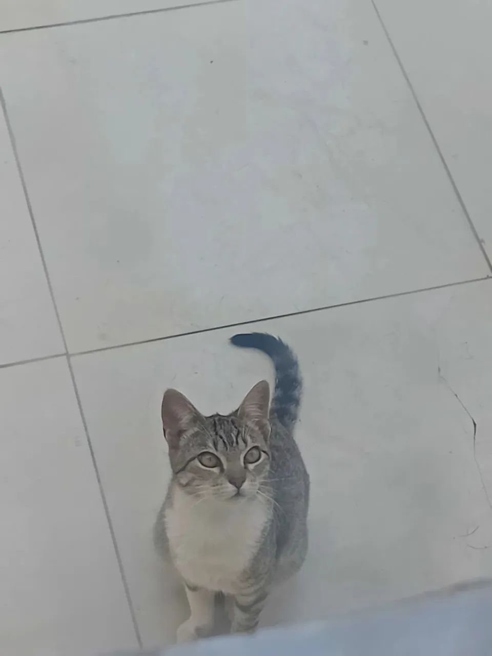 Doação de uma linda gatinha