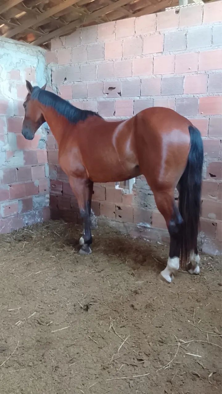 Cavalo de direita  , pronto para vim testar para aspirante e iniciante 