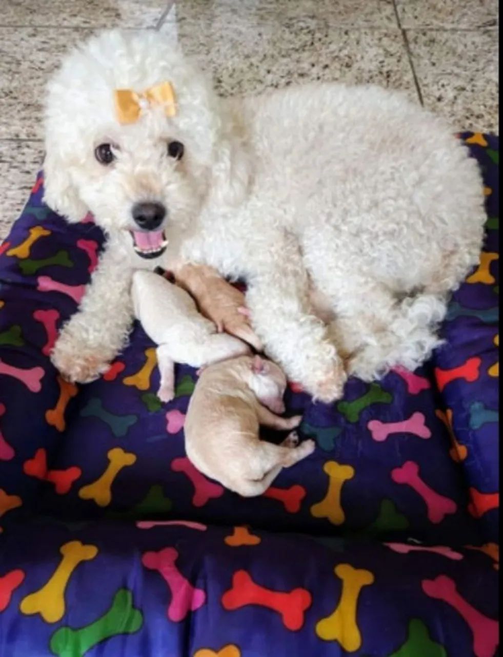 Poodle Micro Toy original 