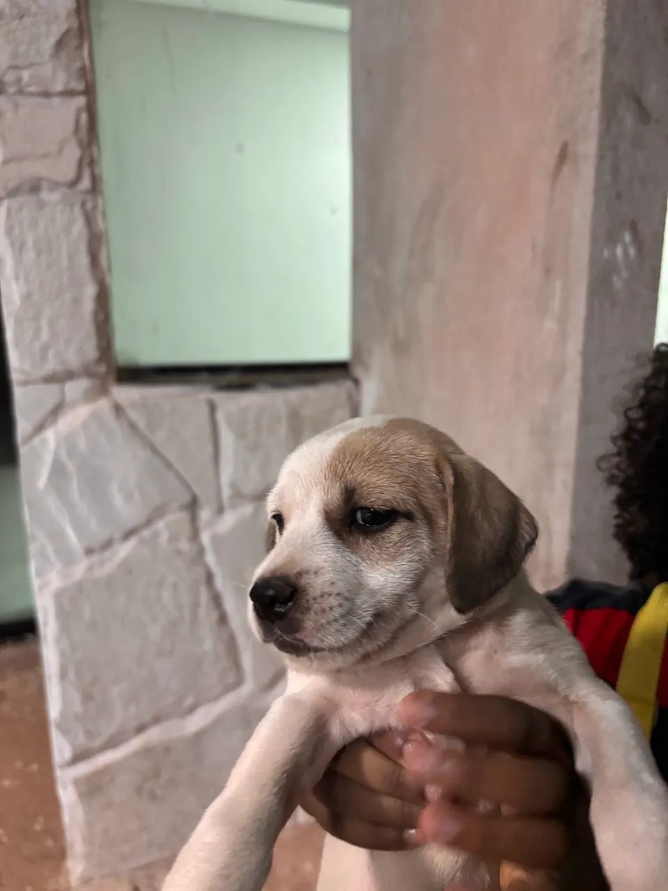 Doações  - Foto 3