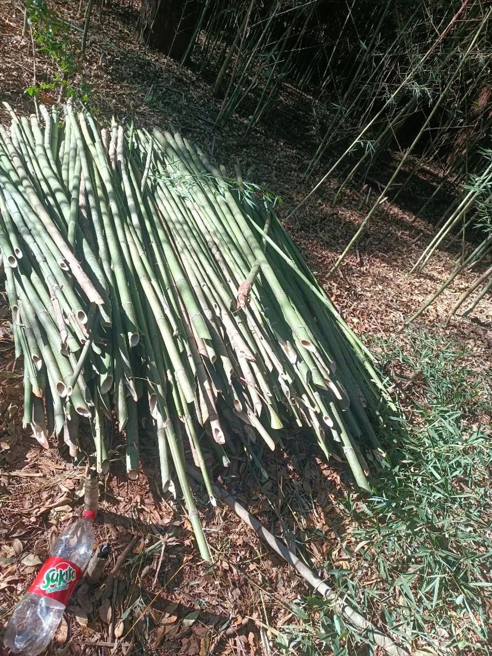 VARAS DE BAMBUM PARA TOMATE,VAGEM,PEPINO