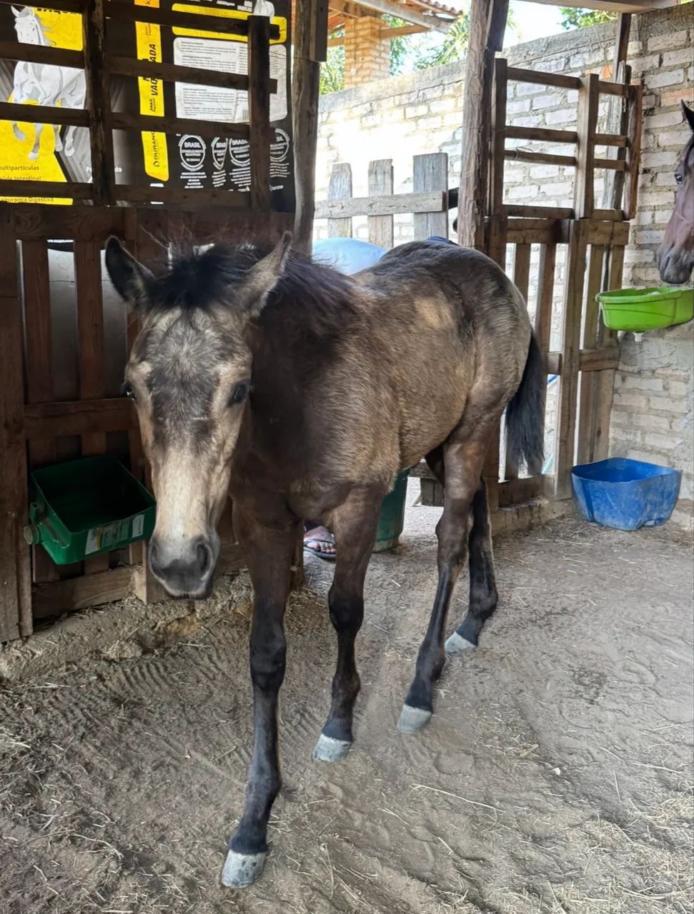 Vendo Potra QM sem Papel  - Foto 3