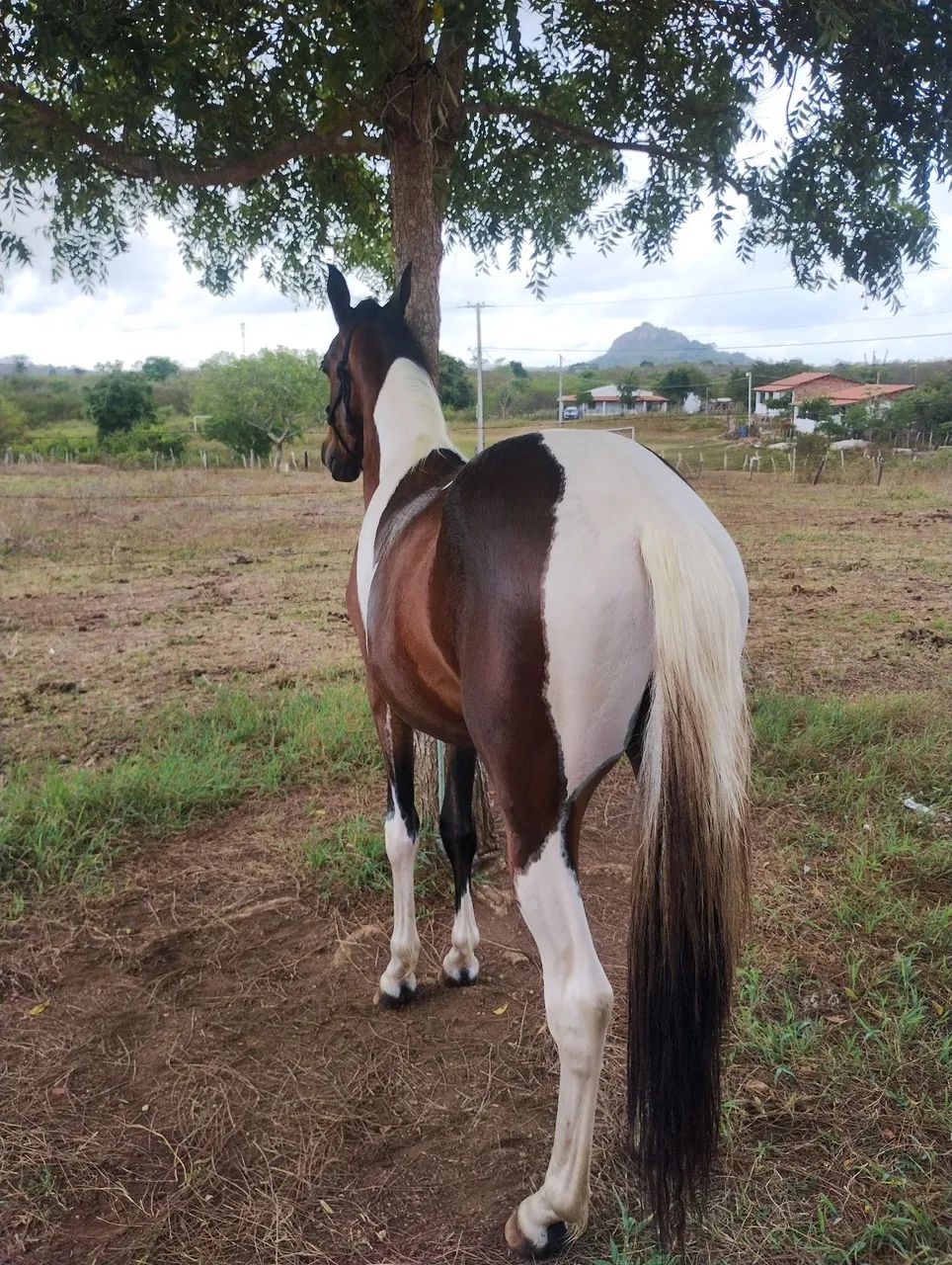 POTRO M.M PAMPA COM RG - Foto 3