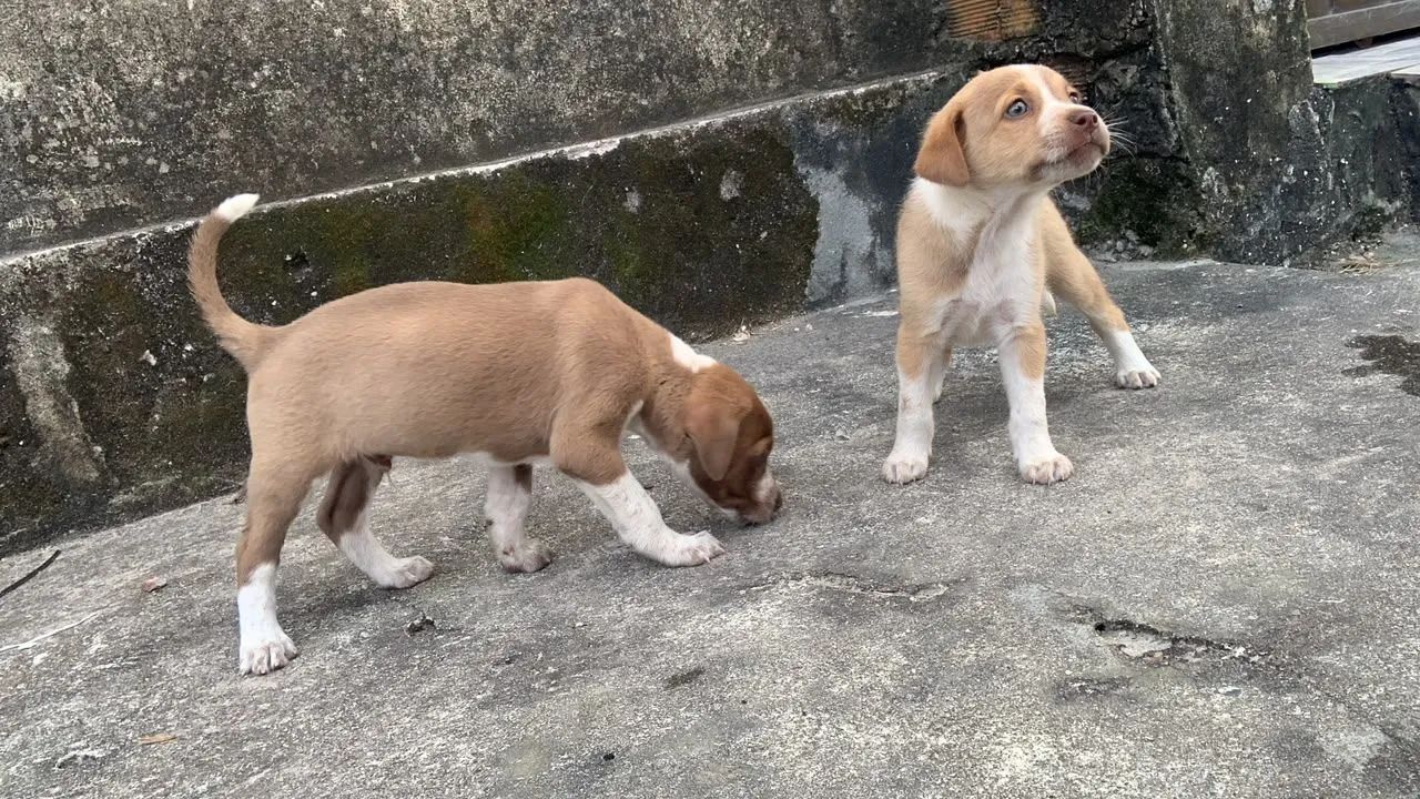 Vendo cachorra feminina 
