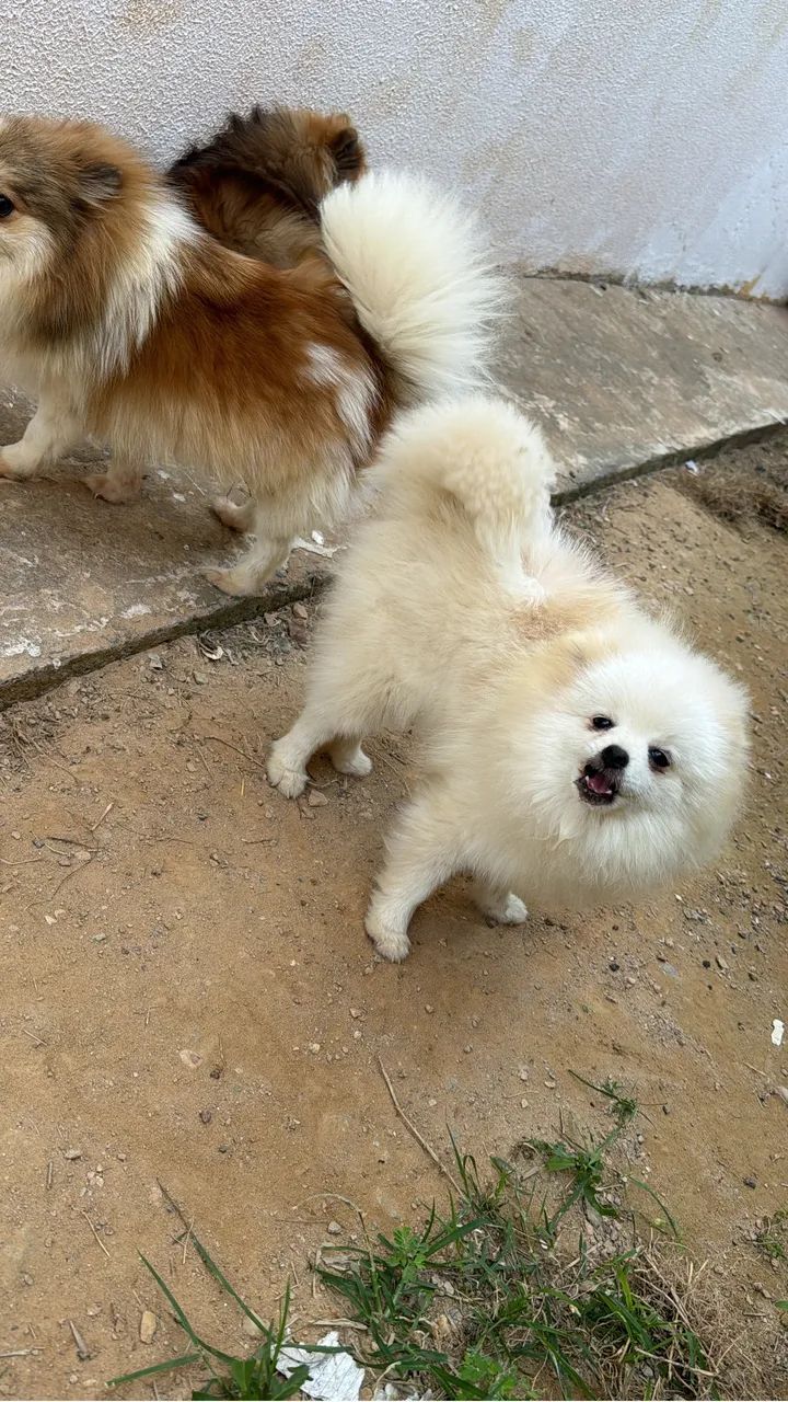 Spitz alemão  - Foto 2