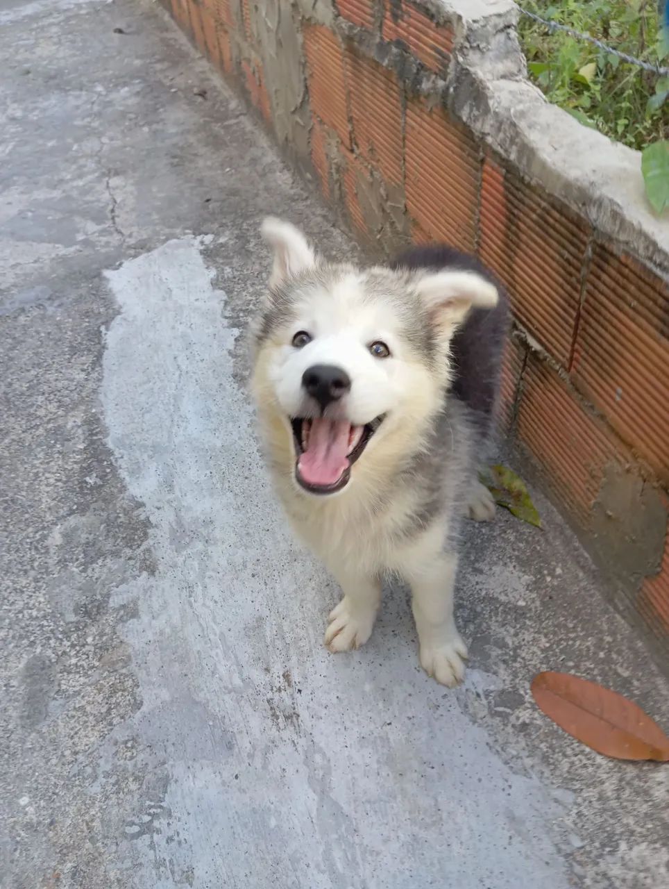 Filhote de Husky Siberiano  - Foto 3