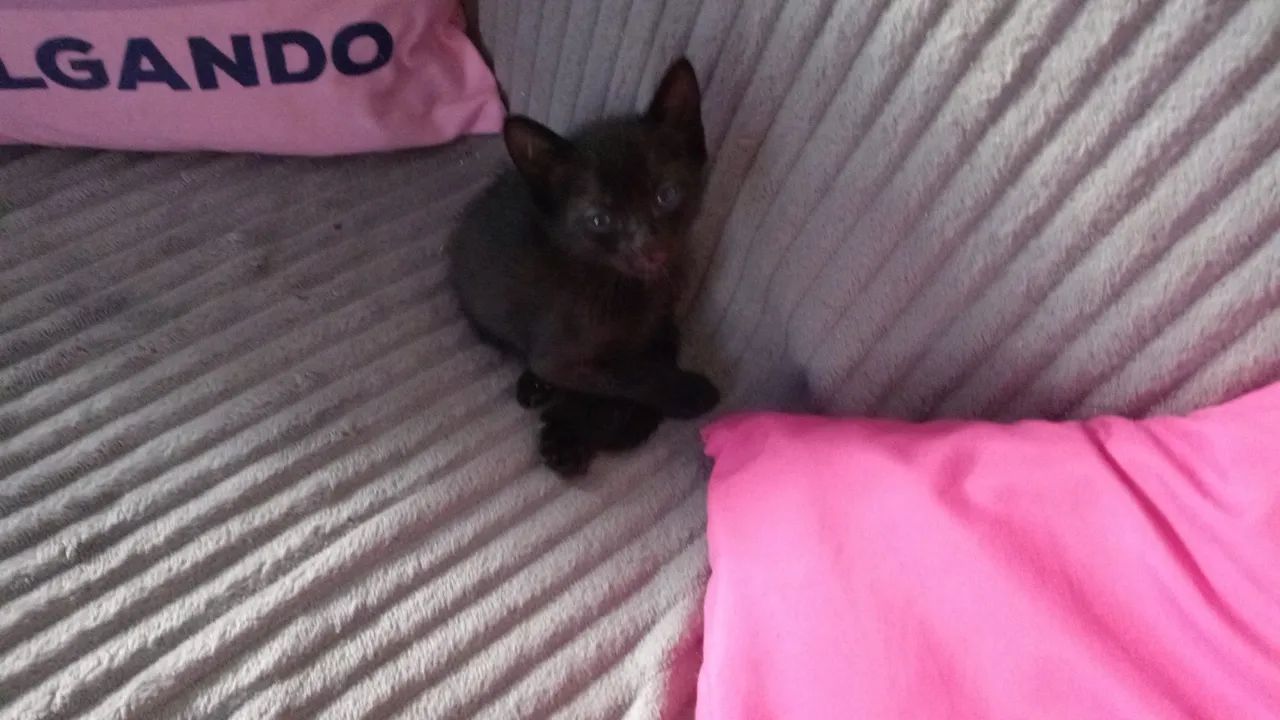 Gatinha preta peluda - Foto 4