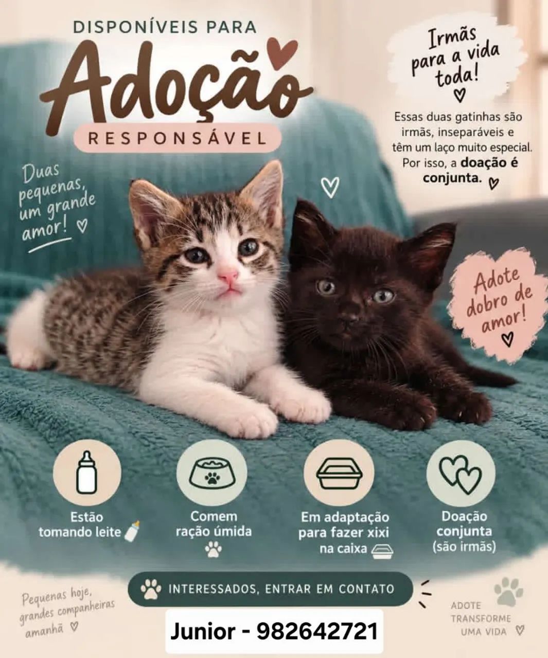 Adoção responsável  - Foto 2