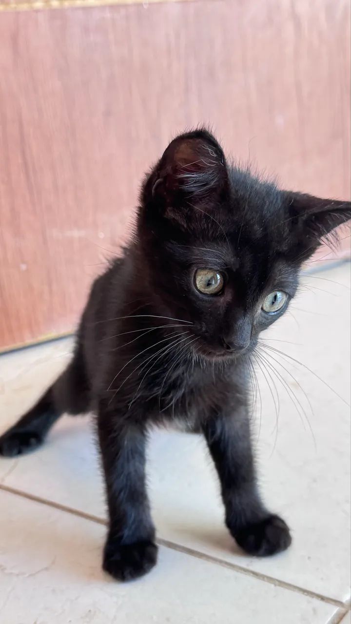 Gato - Foto 4