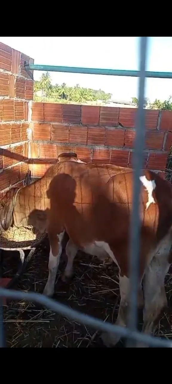 Garrote uma bezerra 