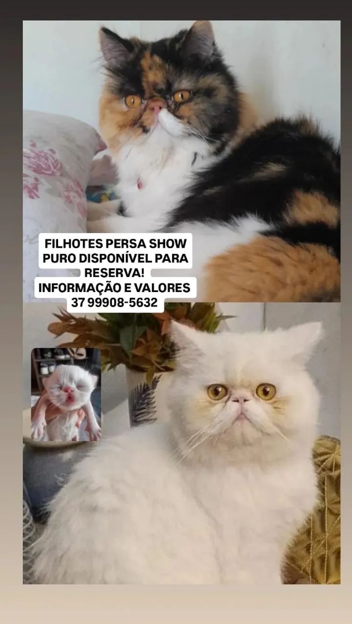FILHOTES DE GATO PERSA 