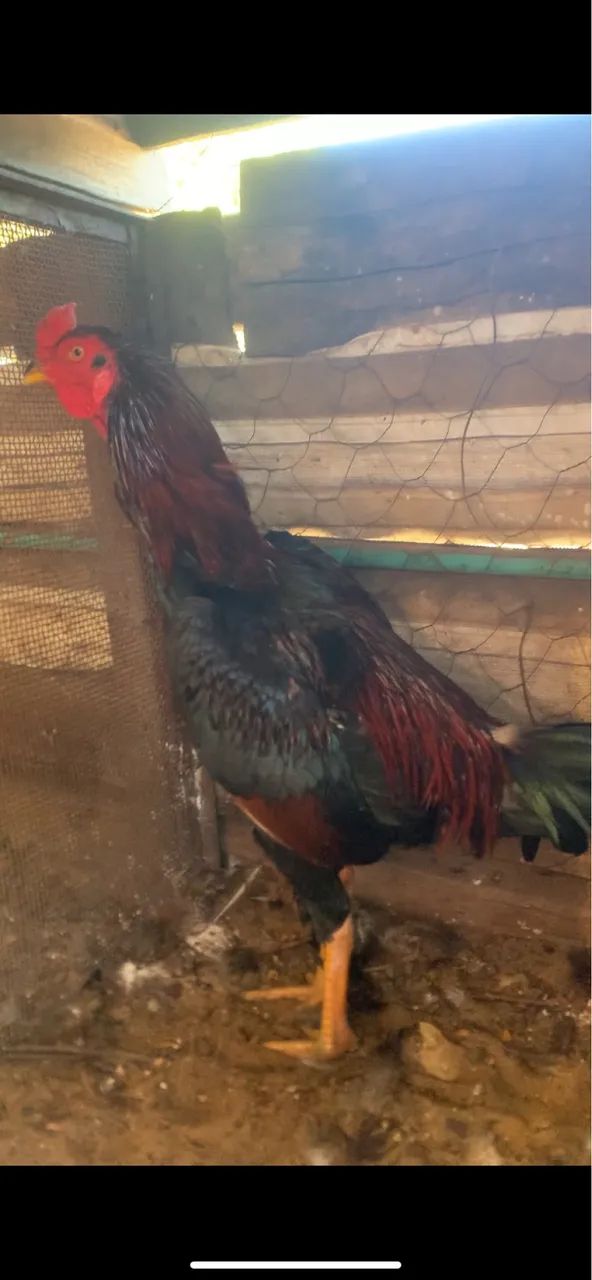 Frango  - Foto 2