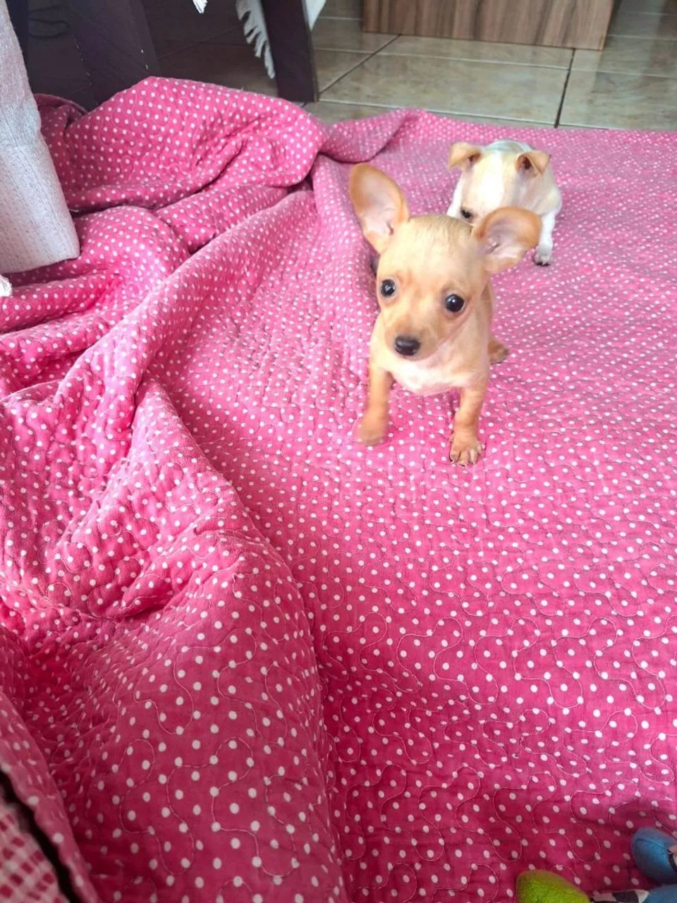 Pinscher feminha zero 