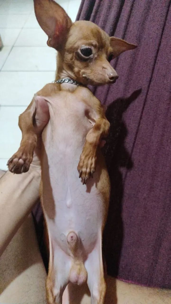 Vendo esse pinscher 1 com 0 - Foto 2