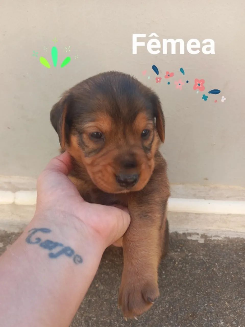 Doação 