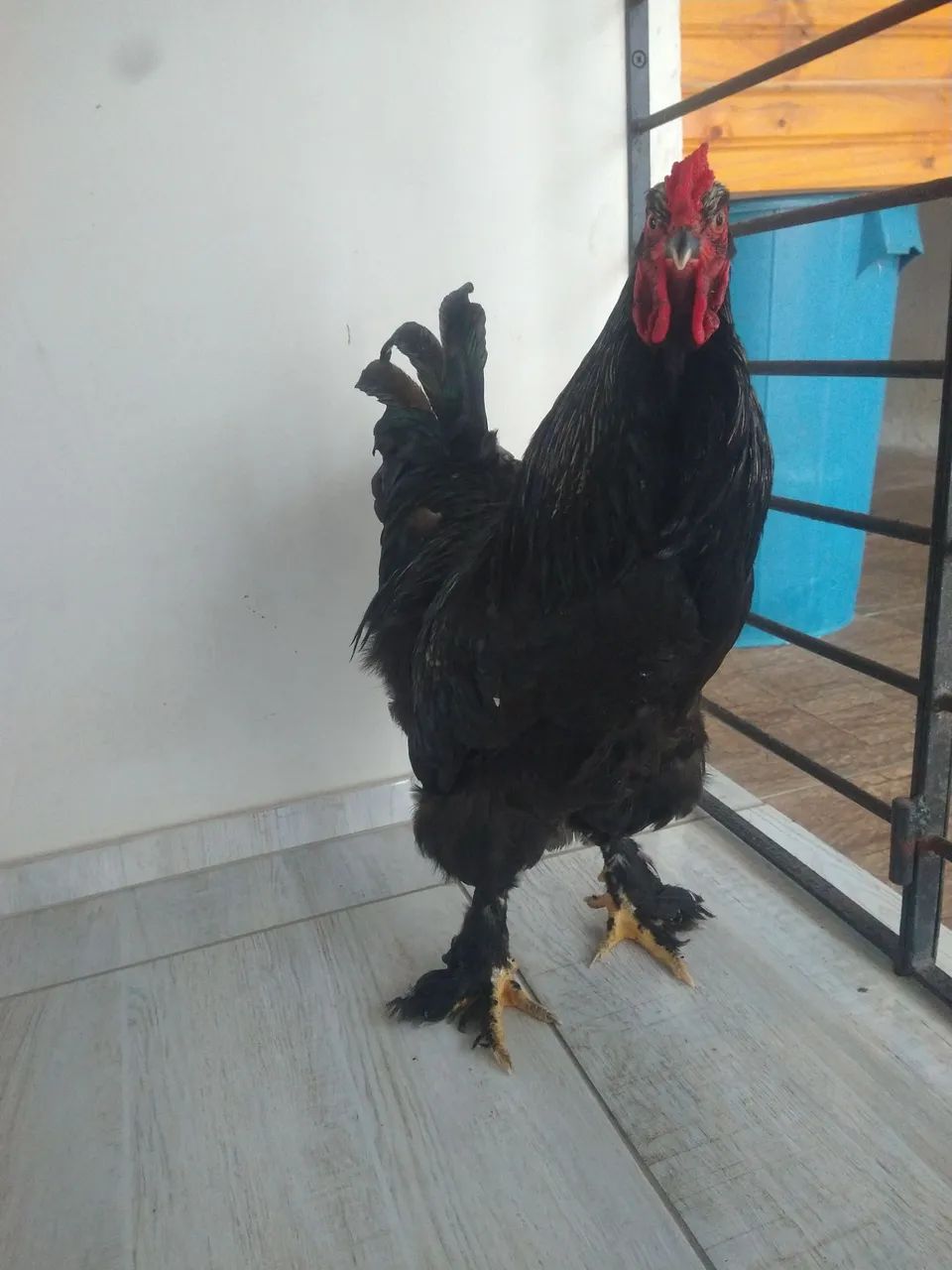 Brahma Black - Foto 5